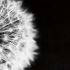 Dandelion on Black II