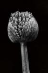 Allium I