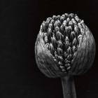 Allium II