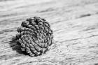 Pinecone