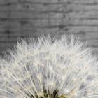 Delicate Dandelion