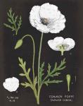 White Poppy Chart