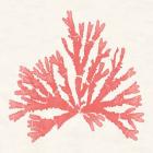 Pacific Sea Mosses IV Coral