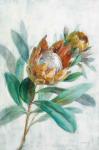 Tropical Protea