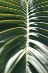 Palm Detail II