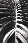 Palm Detail II BW