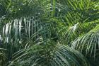 Tropical Fronds