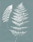 Nature by the Lake Ferns V Gray Mist Crop