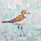 Coastal Plover III Neutral