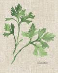 Italian Parsley v2 on Burlap