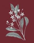 Pomegranate Botanical V