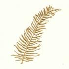 Gilded Fern I