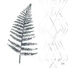 Nordic Fern I