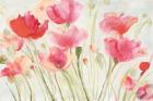 Blush Poppies