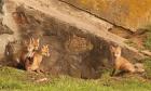 Fox Cubs I