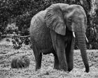 Mama and Baby Elephant I