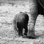 Mama and Baby Elephant II
