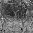 Impala and Baby