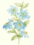 Clematis Bouquet I