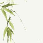 Bamboo V Green