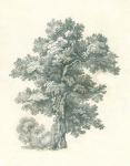 Tree Study I