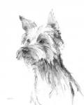 Yorkshire Terrier Sketch