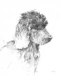 Labradoodle Sketch