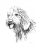 Goldendoodle Sketch