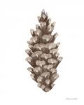 Peace and Joy Pinecone