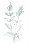 Lambs Ear Sage III Bleached