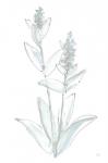 Lambs Ear Sage IV Bleached