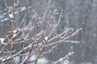 Glistening Branches I