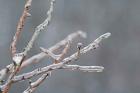 Glistening Branches II