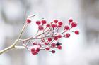 Winter Berries I