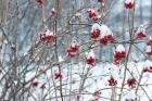 Berries in Winter