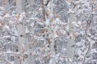 Winter Aspens Closeup