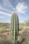 Saguaro