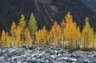 Alpine Larches North Cascades