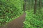 Hiking Trail in Columbia River Gorge I