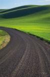 Going Through Palouse Wheat Fields