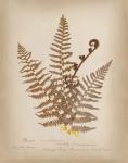 Ferns in Book IV