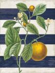 Classic Citrus VI Navy Shiplap NW