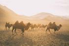 Camels on the Move