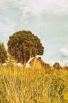 Grass and Sky