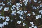 Forget Me Nots I