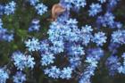 Forget Me Nots III