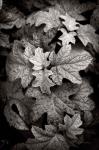 Hydrangea Leaves in Black and White