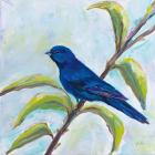 Indigo Bunting