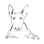 Line Dog Bull Terrier