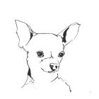 Line Dog Chihuahua